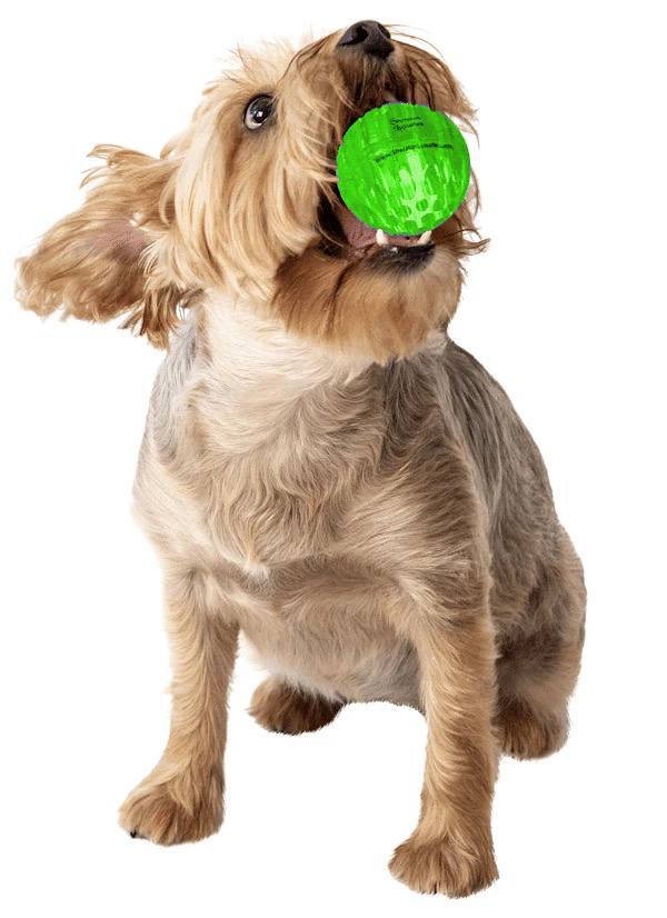 Dog Toy