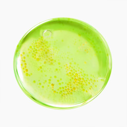 سيروم للوجه بحمض الأزيليك 10% بالكوجيك وشجرة الشاي 30 مل Azelaic Acid 10% Kojic Tea Tree Facial Serum 30ml