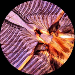مجهر ممتازاً لطلاب المدارس Amscope Microscope