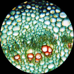 مجهر ممتازاً لطلاب المدارس Amscope Microscope