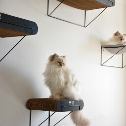 David curved خداشة من الورق المقوى David curved - cardboard wall shelf