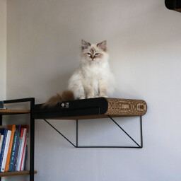 David L / رف خداشة David L - Cardboard Wall Shelf