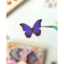 ملصقات أرض أجنحة الفراشات - The Land Of Butterfly Wings