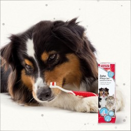 Beaphar معجون وفرشاة أسنان Beaphar Dental Care Set