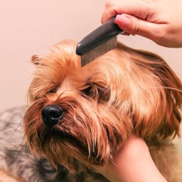 Flea & Lice Comb Flea & Lice Comb