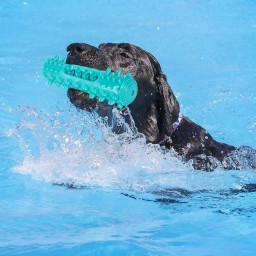 لعبة الكلب Dog Chew Toy