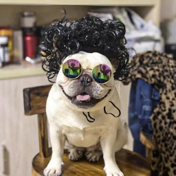 الشعر سناعی Pet Wig
