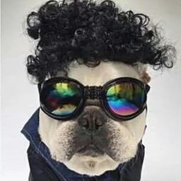 الشعر سناعی Pet Wig