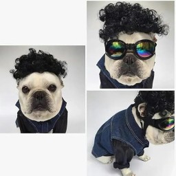 الشعر سناعی Pet Wig