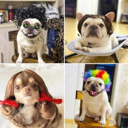 الشعر سناعی Pet Wig