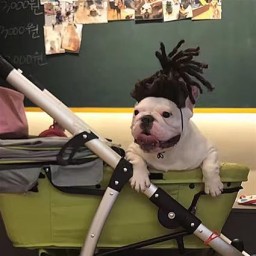 الشعر سناعی Pet Wig