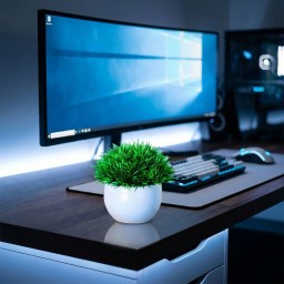 نبتة كوب cup plant