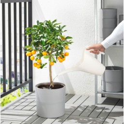 أبريق سقي Watering Can