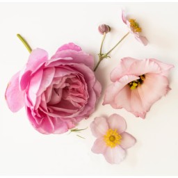 ورد مجفف معطر Dry Scented Flowers