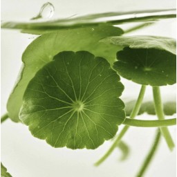 BEAUTY OF JOSEON light on serum centella + vita c سيروم الفيتامين سي من بيوتي اوف جوسيون