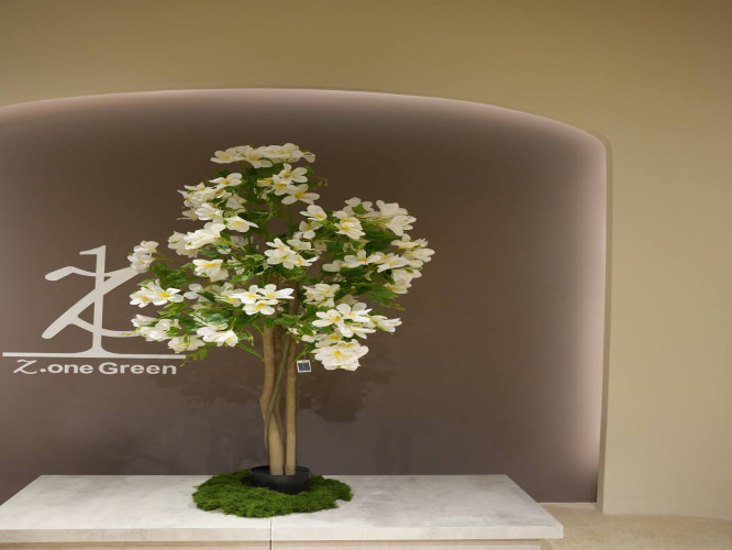 شجرة الكرز البيضاء chary tree