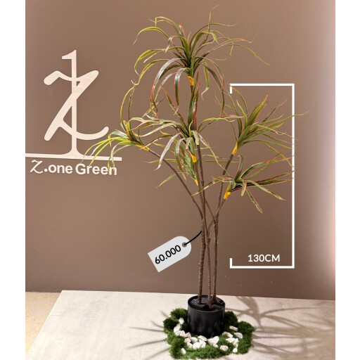 شجرة دراسينا مدغشقر DRAcena MAdghskur