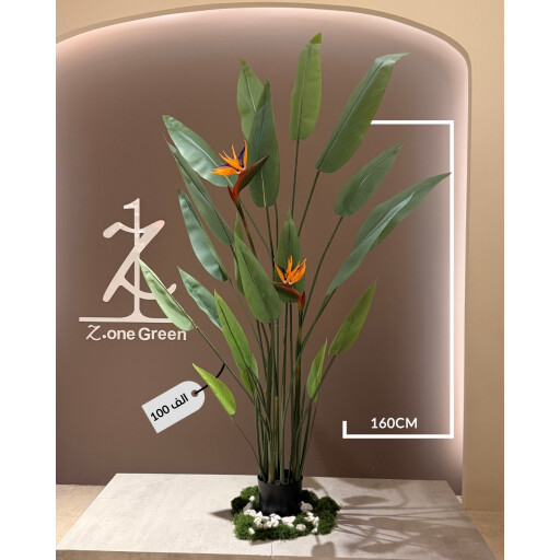 شجرة عصفور الجنة BIRD OF PARADISE TREE