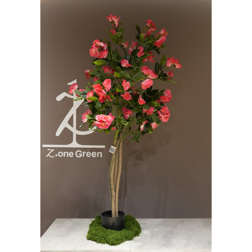 شجرة الكميليا camellia