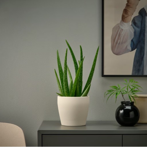 مزهرية Plant Pot